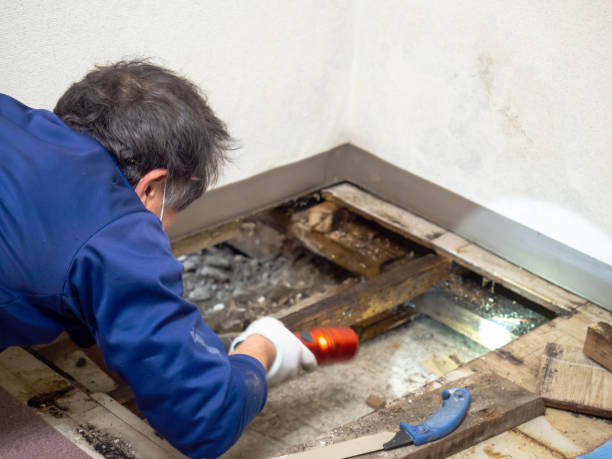 Best Black Mold Removal  in Eagle Butte, SD