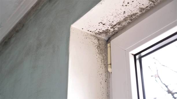 Best Best Mold Removal Companies  in Eagle Butte, SD