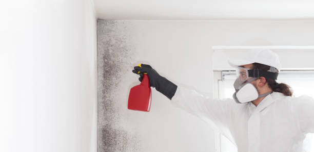 Best Office Mold Removal Services  in Eagle Butte, SD