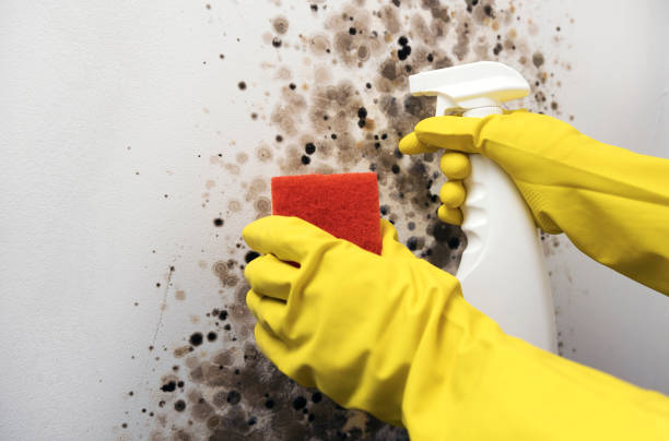 Best Residential Mold Removal  in Eagle Butte, SD