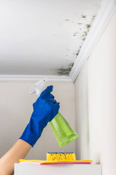 Best Residential Mold Removal  in Eagle Butte, SD